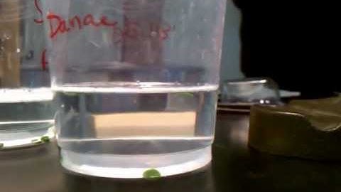Leaf Disk Assay in Action
