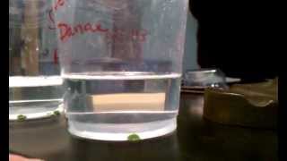 Leaf Disk Assay in Action