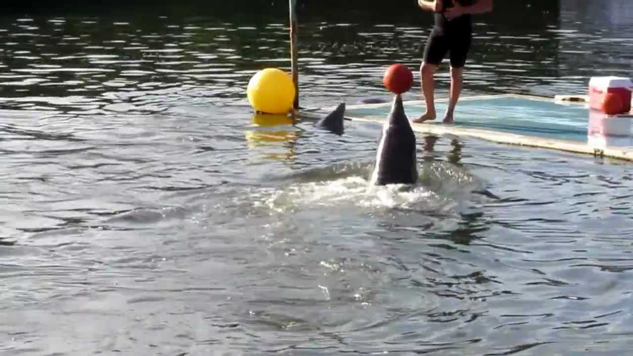 Show de delfines en Cuba. Increible!!! (Delfinario de Varadero) Parte 2 HD!!! - YouTube