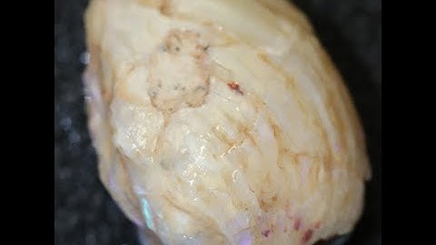 Ebay Auction $0.01 Australian LIGHTNING RIDGE FOSSILS SOLID OPAL ROUGH Sea Shell 23.8ct