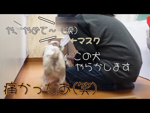 【犬　いたずら】ゴムばっっちーん（涙）顔ひりひり（泣）泣き笑いだった飼い主（トホホ）【シーズーVlog】
