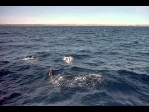 Video: Najduža Zabilježena Trans-pacifička Migracija Kitovog Morskog Psa (Rhincodon Typus)