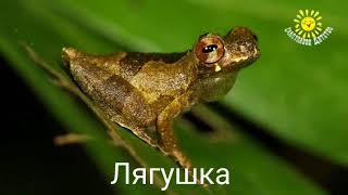 звуки животных для малышей Названия Животных И Птиц Для Детей. Звуки И Го звук животных для детей, звуки животных для малышей Названия Животных И Птиц Для Детей. Звуки И Го звук животных для детей,