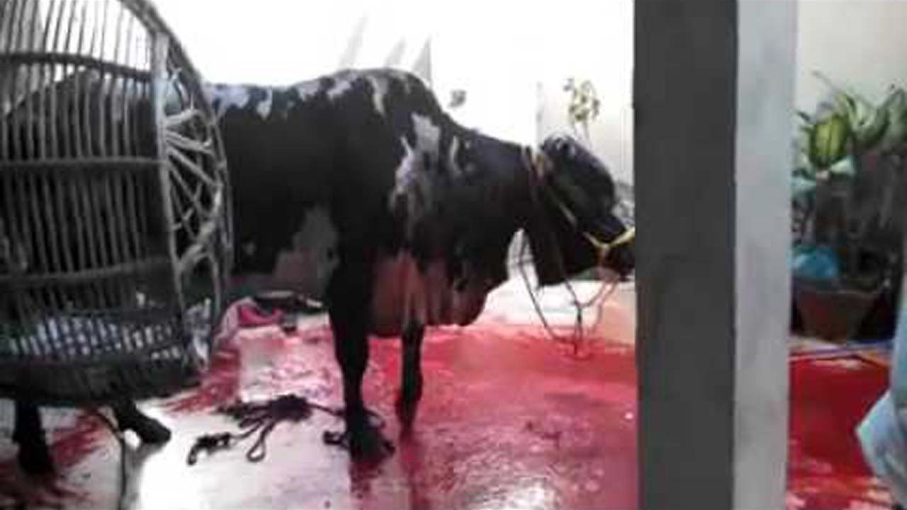 Cow Sacrifice  Eid ul adha 2017  Barsati Qasai qurbani 