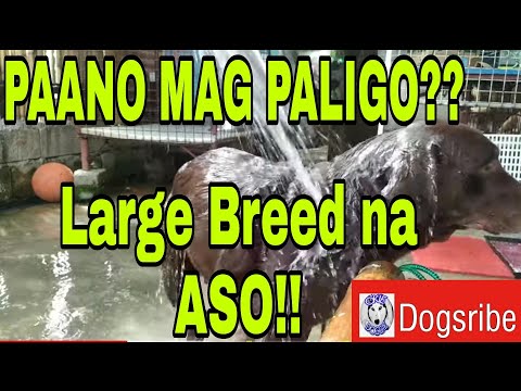 Video: Paano Magpalaki Ng Aso Tulad Ng