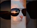 Kedinin üstünden ferrari uçuyor karizma kedi #keşfet