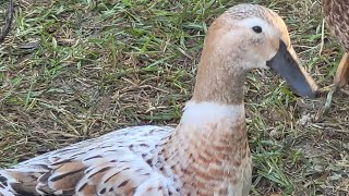Welsh Harlequin Duck Updates...they Are Officially Of Age.