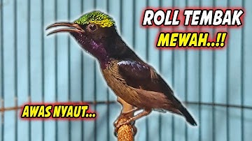 SUARA BURUNG KOLIBRI NINJA GACOR FULL ISIAN ROLL TEMBAK !! PANCINGAN KONIN BAHAN AGAR CEPAT BUNYI