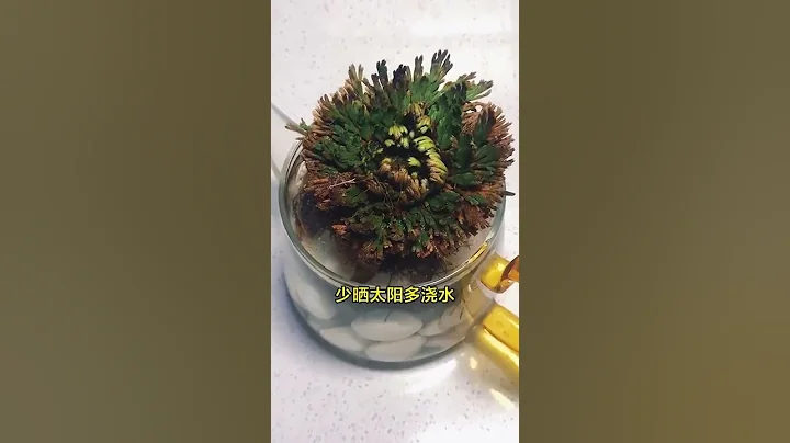 #九死还魂草 又叫#卷柏，遇水就活，有水就开！ 应该没人会把它养死吧 - 天天要闻