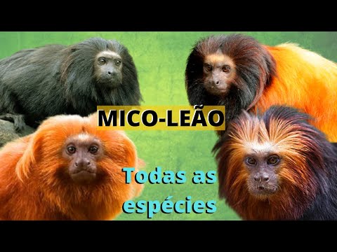 Vídeo: Macaco mico-imperador: características da espécie, habitat, nutrição