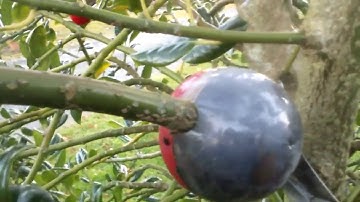 Air layering Holly with #cuttingglobe propagators gardening
