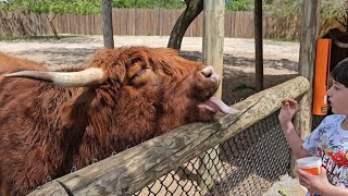 Scottish Highland Cow / Facts / Gulf Breeze Zoo