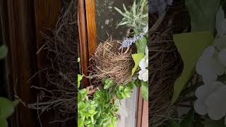 House finches have setup a nest in our front door. Pretty song! #birds #finch #birdwatching #nature
