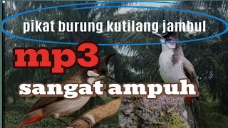 PIKAT BURUNG KUTILANG JAMBUL. TERBARU 2024!!