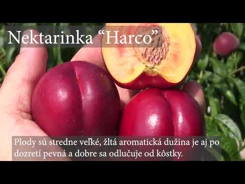 Video: Přínosy a poškození nektarinky pro zdraví ženy