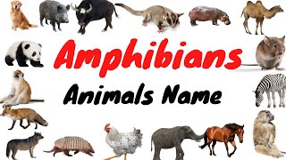 Learn about Amphibians || Amphibians Animal Names In English  || Types of Amphibians Animal Names