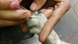 Kindness Man Take Care His Puppy So Much | Get Rid Of Puppy's Fleas And Ticks