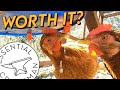 Things To Know Before Getting Chickens