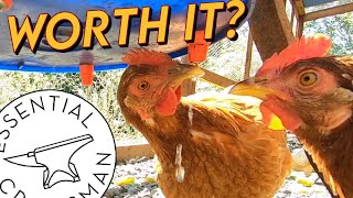 Things To Know Before Getting Chickens