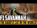 F1 Savannah - The Rarest Cat In The World (4K)