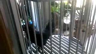 Download lagu ayam ayamku mp4 ayam ayamku mp4