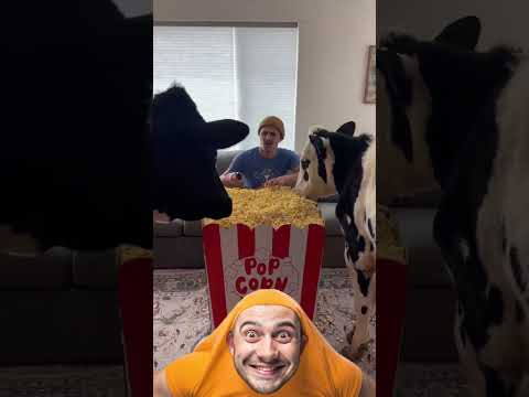 البقرة الغاضبة