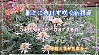 【夏花壇】夏の暑さに負けず咲く宿根草の紹介！｜春植えした夏の花が満開に！｜切り戻し効果抜群でグングン成長するお花【ガーデニング】