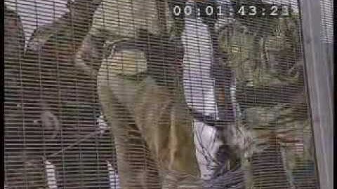 Betafence The Assault Experiment