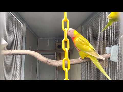 Rainbow lorikeet, fallow mutation