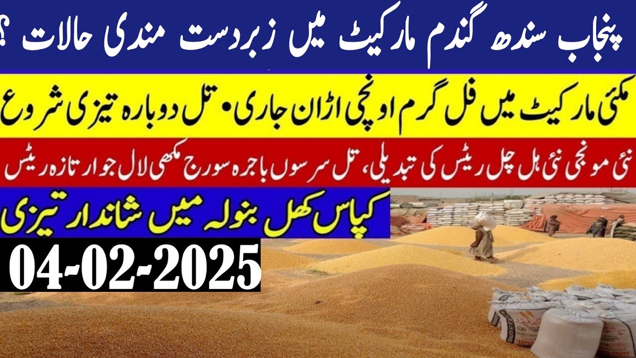 Wheat price today 2025/wheat Future price in Pakistan/new Munji rates ...