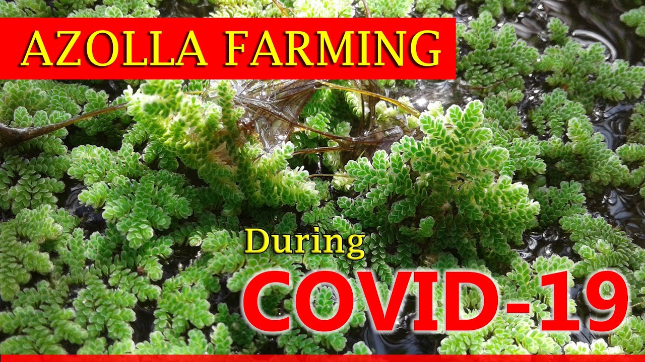 Azolla Farming During COVID -19 Virus - YouTube