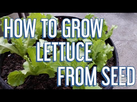 HOW TO GROW LETTUCE FROM SEED | ORGANIC - YouTube