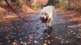 雨があがったのでお散歩にいきました　greatpyrenees グレートピレニーズ