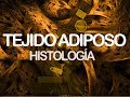 Tejido adiposo | Histología