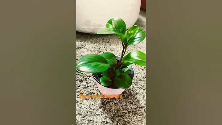 [Indoor Plants] Peperomia Obtusifolia | Beginner friendly #shortsvideo #youtubeshorts #indoorplants