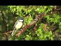 Great Tit.