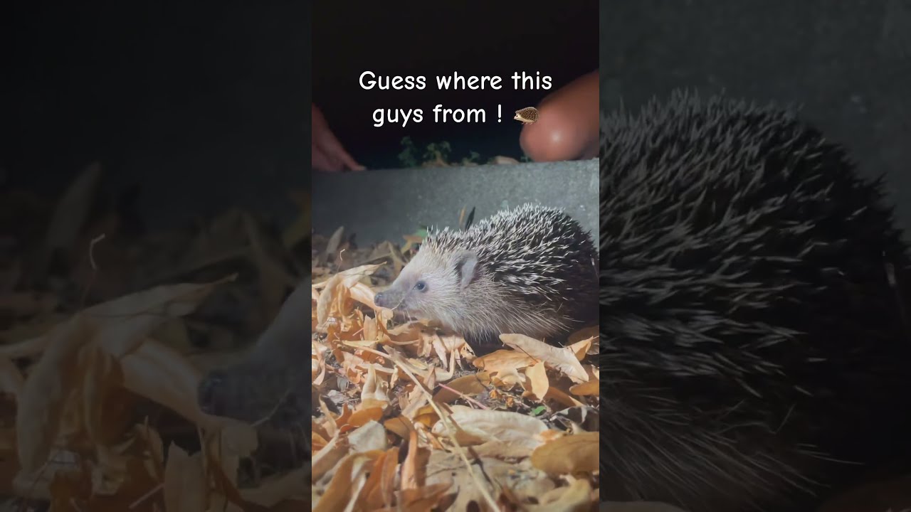 Wild Hedgehog Encounter Guess Where This Guy Is From Shorts