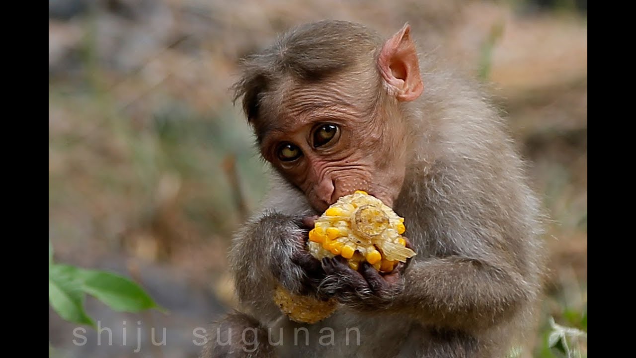 MONKEYS EATING CORN YouTube
