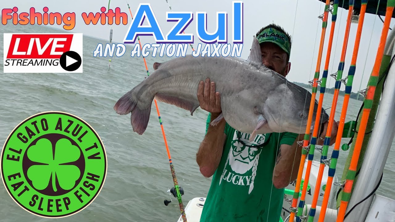 Live Catfishing. Summer planer board fishing for Blue Catfish. YouTube