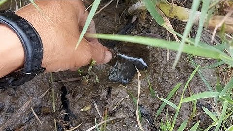 330 . Câu Lươn Ruộng Lần Đầu Thử Câu Lươn Và Cái kết | Đất Long An | catch eel