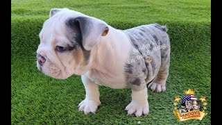 RARE ENGLISH BULLDOG PUPPY / Cute and beautiful pup 8 weeks old