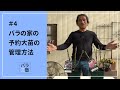 #4 バラの家の予約大苗の管理方法