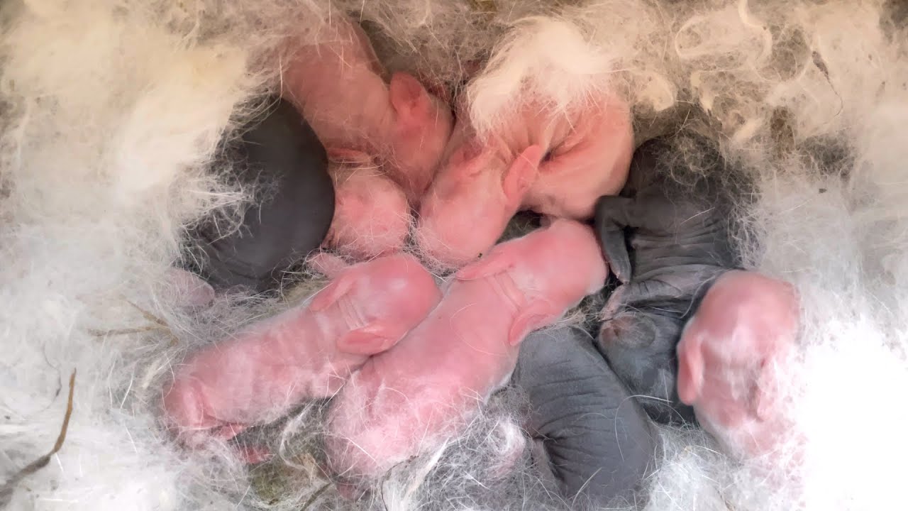 Ngắm đàn thỏ con mới sinh trên vườn rau sân thượng nhà Samily