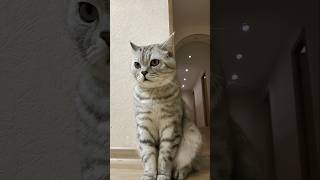 Гуманитарная помощь #смехдослез #cat #веселыекоты #юмор #прикольныекоты #кот #видосыоткота #котики