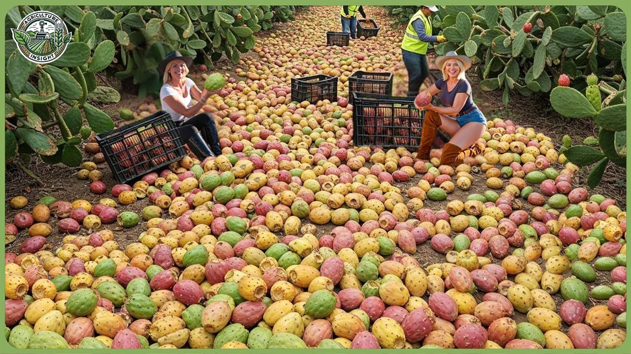 How Million Tons of Prickly Cactus Are Harvested & Processed - Incredible Cactus Farming