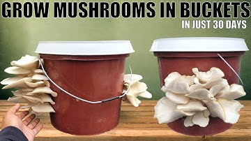 How to Grow Mushrooms at Home | Full Process Day 1 to 50