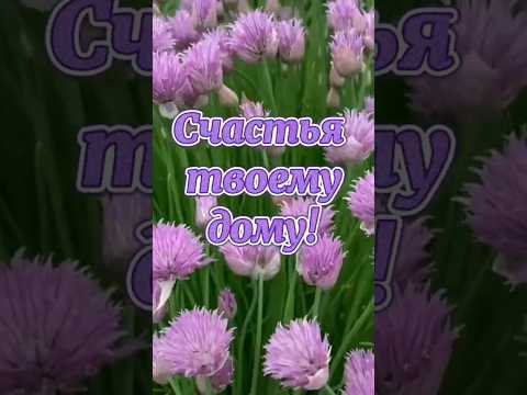 Счастья,любви твоему дому #счастье #любви #пожеланиядрузьям #подпишись #шортс