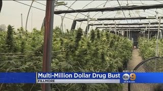 The ventura county sheriff says that this is one of biggest marijuana
growing operations on private property they've found in county. amy
johnson rep...
