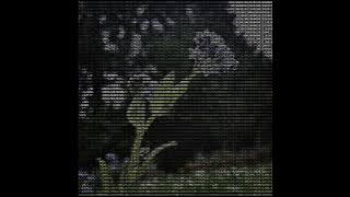 goldan - 444754616c6c flower