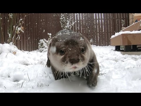 ????????????????????????? otter excited by the first snow in a long time.